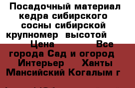 Посадочный материал кедра сибирского (сосны сибирской) крупномер, высотой 3-3.5  › Цена ­ 19 800 - Все города Сад и огород » Интерьер   . Ханты-Мансийский,Когалым г.